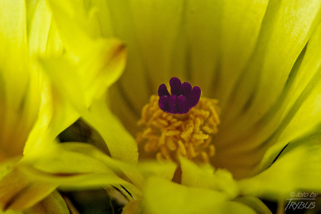 Fotografia przedstawia znamię Parodii turecekiana jest fioletowe, pręciki wokół żółtopomarańczowe