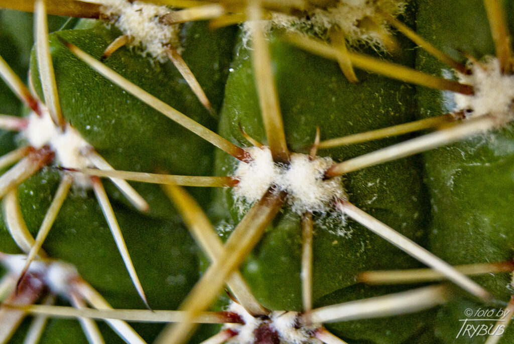 Fotografia przedstawia ciernie Parodii turecekiana mają czerwonawą podstawę, są spłaszczone i często skręcone, wyrastają z wełnistych areoli