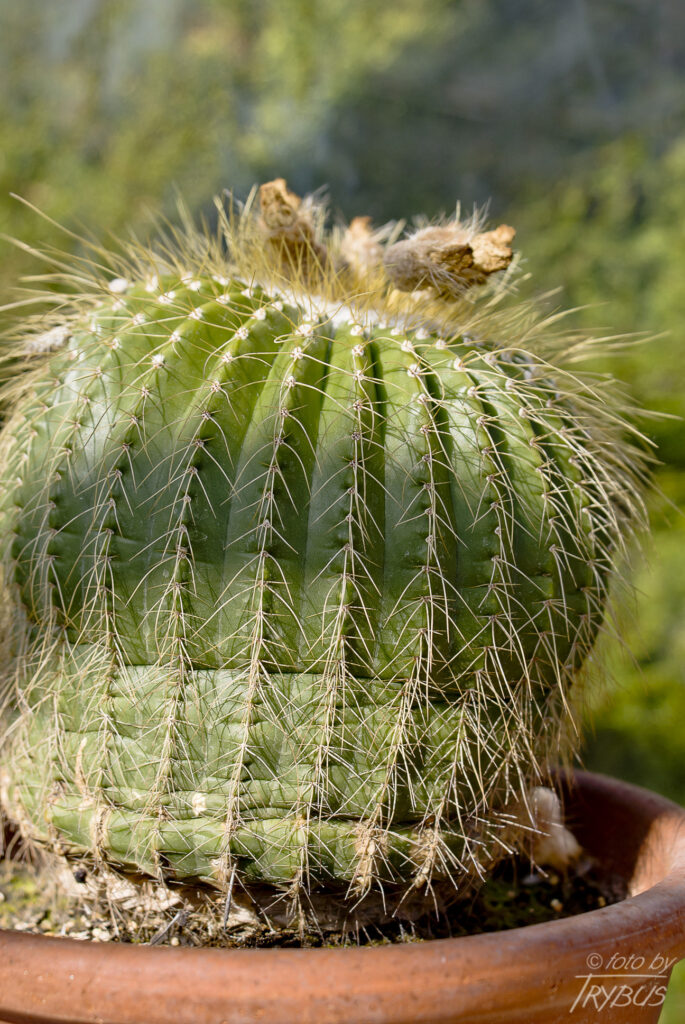 Fotografia przedstawia Parodię warasii, która na wierzchołku ma już przekwitłe kwiaty. To kaktus kolumnowy, samotny, z wiekiem rozrasta się w grupy. Gdy osiągnie odpowiednią wielkość, latem, zakwitają mu wokół wierzchołka, duże żółte kwiaty.