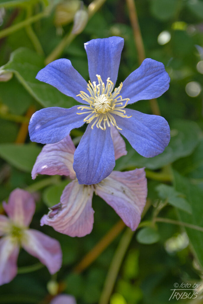 Fotografia przedstawia kwitnący powojnik 'Arabella’. To rodzaj roślin z rodziny jaskrowatych. Obejmuje on około 500 gatunków. Występują na całym świecie w strefie klimatu umiarkowanego i ciepłego. Są hodowane jako rośliny ogrodowe.