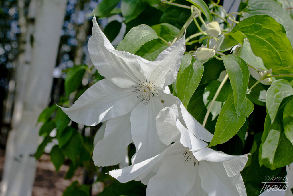 Fotografia przedstawia kwitnący powojnik 'Beautiful Bride’. To rodzaj roślin z rodziny jaskrowatych. Obejmuje on około 500 gatunków. Występują na całym świecie w strefie klimatu umiarkowanego i ciepłego. Są hodowane jako rośliny ogrodowe.