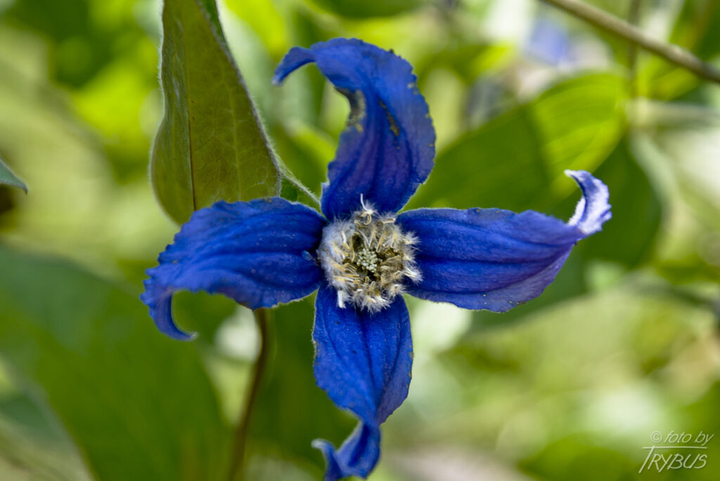 Fotografia przedstawia kwitnący powojnik 'Bushy Blue Bell’. To rodzaj roślin z rodziny jaskrowatych. Obejmuje on około 500 gatunków. Występują na całym świecie w strefie klimatu umiarkowanego i ciepłego. Są hodowane jako rośliny ogrodowe.