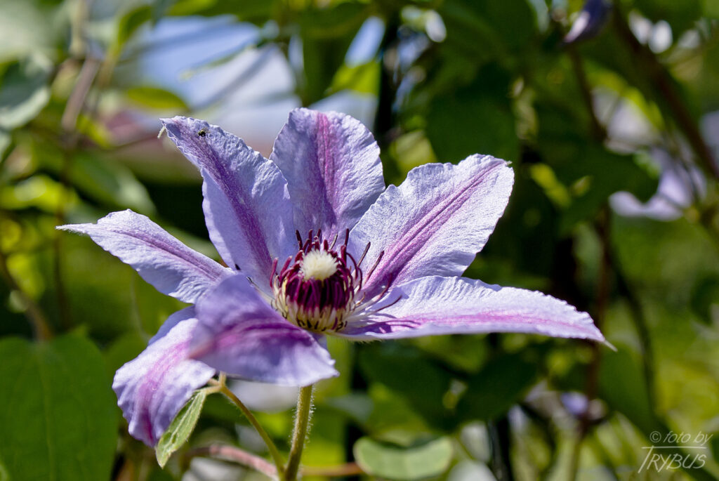 Fotografia przedstawia kwitnący powojnik 'Negritianka’. To rodzaj roślin z rodziny jaskrowatych. Obejmuje on około 500 gatunków. Występują na całym świecie w strefie klimatu umiarkowanego i ciepłego. Są hodowane jako rośliny ogrodowe.