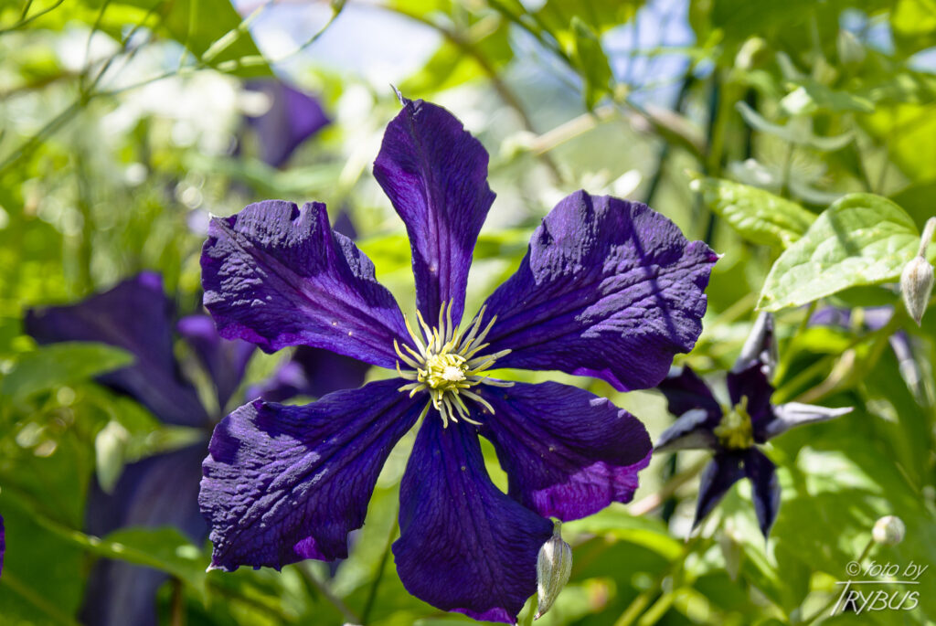 Fotografia przedstawia kwitnący powojnik 'Rasputin'’. To rodzaj roślin z rodziny jaskrowatych. Obejmuje on około 500 gatunków. Występują na całym świecie w strefie klimatu umiarkowanego i ciepłego. Są hodowane jako rośliny ogrodowe.