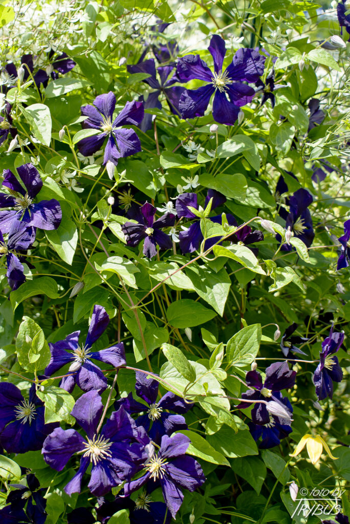Fotografia przedstawia kwitnący powojnik 'Rasputin'. To rodzaj roślin z rodziny jaskrowatych. Obejmuje on około 500 gatunków. Występują na całym świecie w strefie klimatu umiarkowanego i ciepłego. Są hodowane jako rośliny ogrodowe.