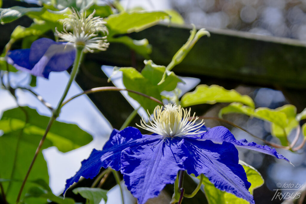 Fotografia przedstawia kwitnący powojnik 'Rhapsody’. To rodzaj roślin z rodziny jaskrowatych. Obejmuje on około 500 gatunków. Występują na całym świecie w strefie klimatu umiarkowanego i ciepłego. Są hodowane jako rośliny ogrodowe.