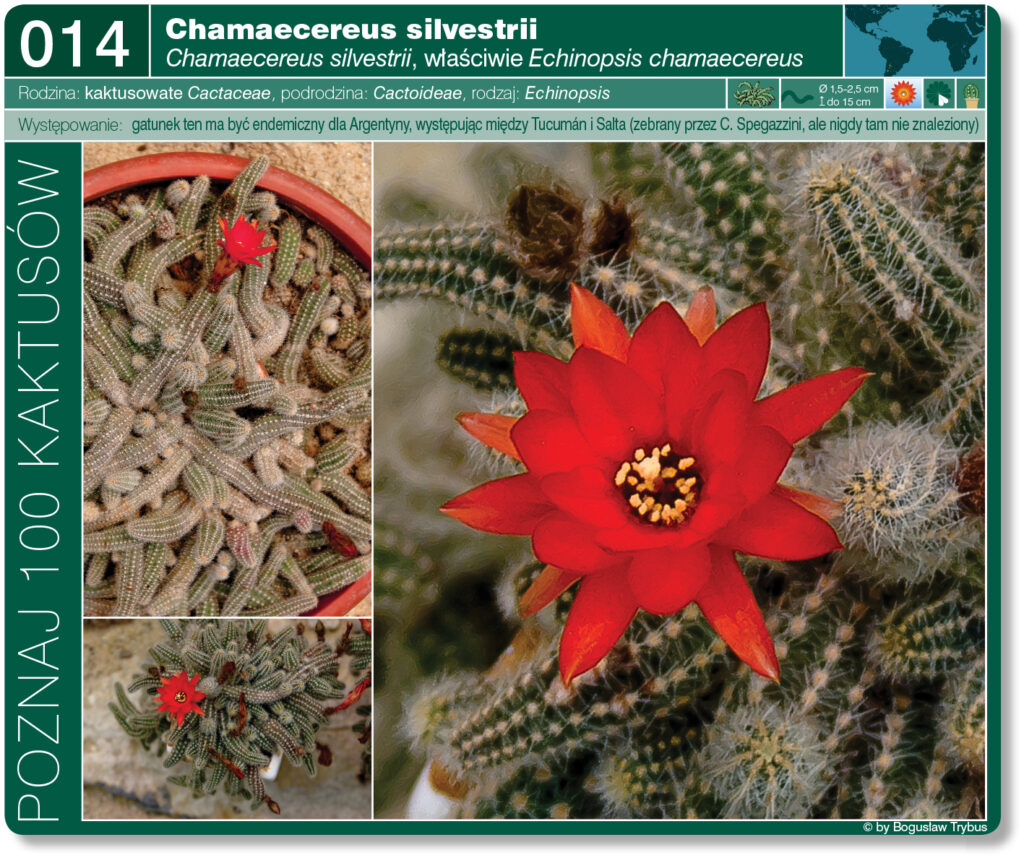 Fotografia przedstawia kwitnącego kaktusa Chamaecereus silvestrii obecnie przyjęta nazwa naukowa to Echinopsis chamaecereus, jednakże najlepiej znany jest pod swoją starą nazwą.