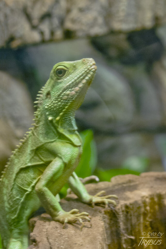 Fotografia przedstawia agamę błotną To jaszczurka, która pochodzi z południowo-wschodniej Azji. Jest również zwierzęciem hodowlanym i często jest spotykana w terrariach.
