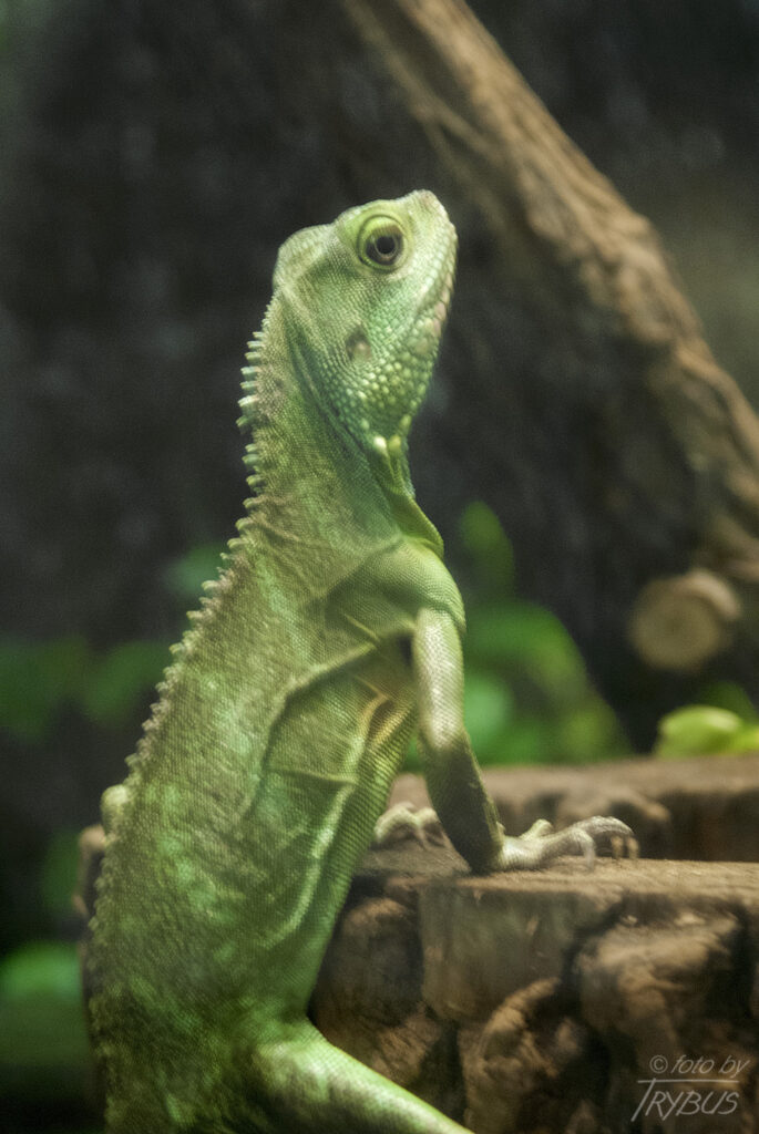 Fotografia przedstawia agamę błotną To jaszczurka, która pochodzi z południowo-wschodniej Azji. Jest również zwierzęciem hodowlanym i często jest spotykana w terrariach.