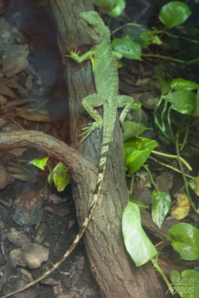 Fotografia przedstawia agamę błotną To jaszczurka, która pochodzi z południowo-wschodniej Azji. Jest również zwierzęciem hodowlanym i często jest spotykana w terrariach.