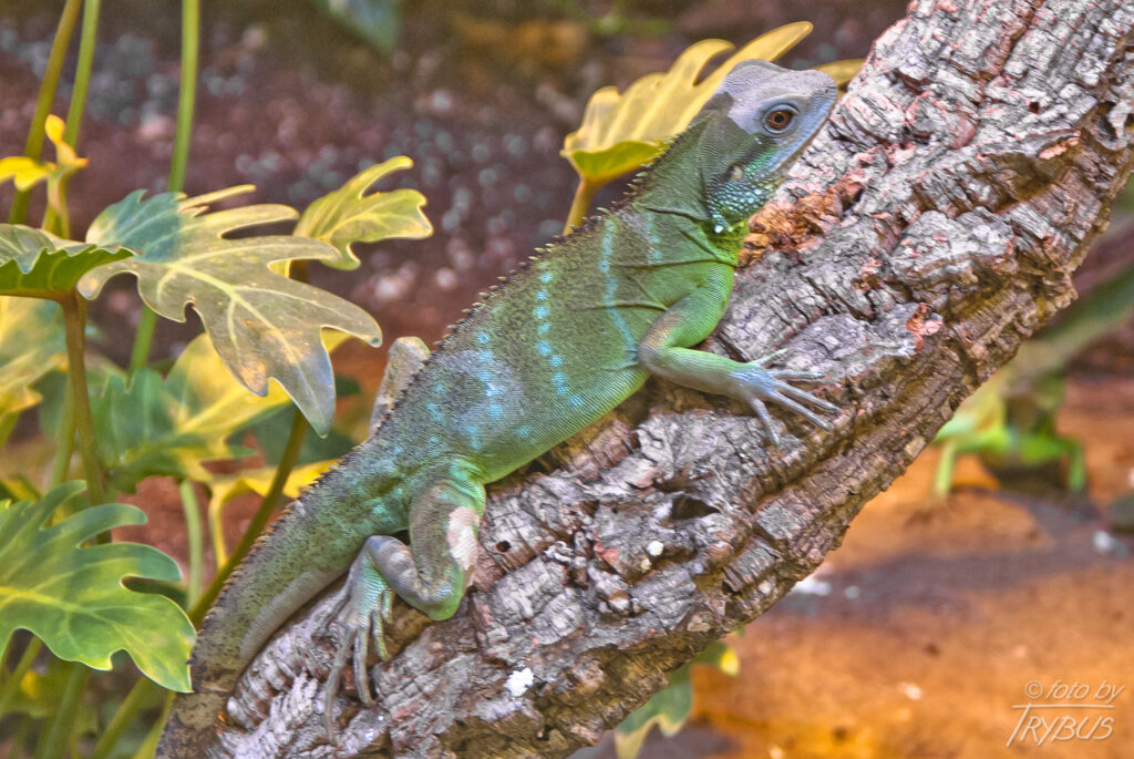 Fotografia przedstawia agamę błotną To jaszczurka, która pochodzi z południowo-wschodniej Azji. Jest również zwierzęciem hodowlanym i często jest spotykana w terrariach.
