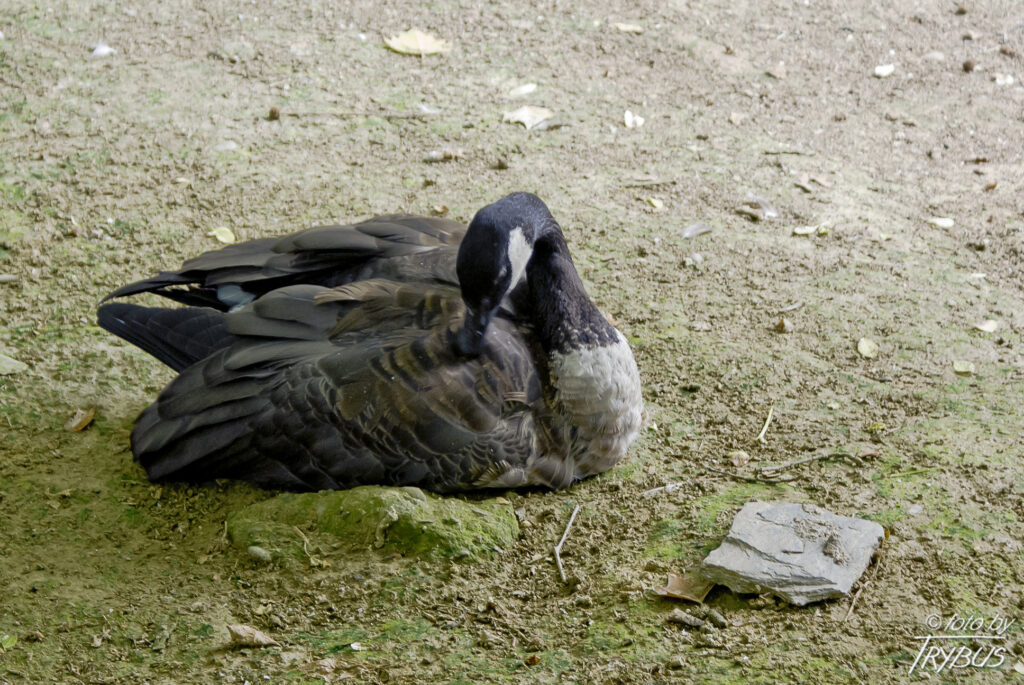 Fotografia przedstawia berniklę kanadyjską. To duży ptak z podrodziny gęsi. Udomowiona w XVIII wieku, często hodowana w parkach czy ogrodach.