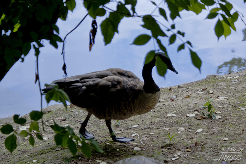 Fotografia przedstawia berniklę kanadyjską. To duży ptak z podrodziny gęsi. Udomowiona w XVIII wieku, często hodowana w parkach czy ogrodach.