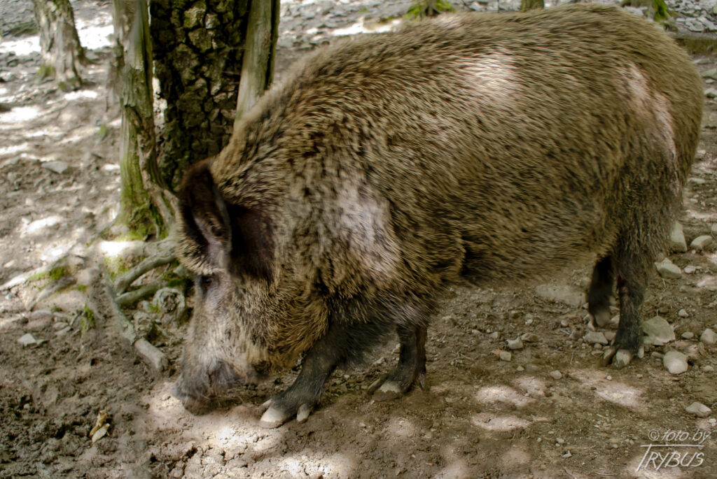 Fotografia przedstawia dzika. To gatunek ssaka z rodziny świniowatych, jest jedynym przedstawicielem dziko żyjących świniowatych w Europie.