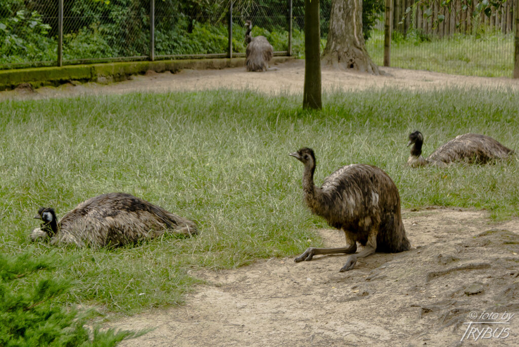 Fotografia przedstawia emu. To monotypowa podrodzina ptaków z rodziny kazuarowatych. Do tej rodziny należy jeden rodzaj i jeden żyjący gatunek – czyli australijskie emu.
