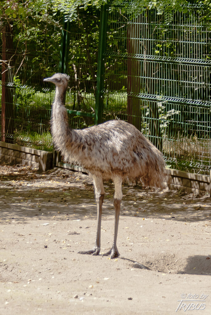 Fotografia przedstawia emu. To monotypowa podrodzina ptaków z rodziny kazuarowatych. Do tej rodziny należy jeden rodzaj i jeden żyjący gatunek – czyli australijskie emu.