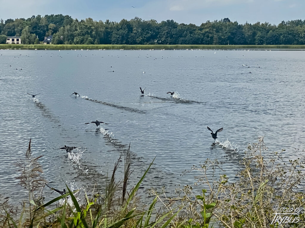 Fotografia przedstawia Łyska zwyczajna, łyska to średniej wielkości ptak wodny z rodziny chruścieli. Charakteryzuje się małą, czarną głową z białym dziobem i białą blaszką rogową na czole.
