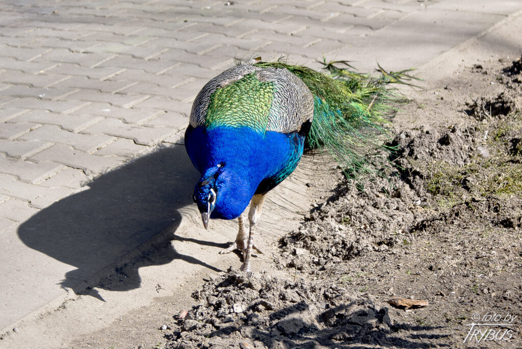 Fotografia przedstawia pawia indyjskiego. To duży ptak z rodziny kurowatych. W naturze występuje na subkontynencie indyjskim, ale jest często spotykany w kolekcjach na całym świecie, jako ptak hodowlany.