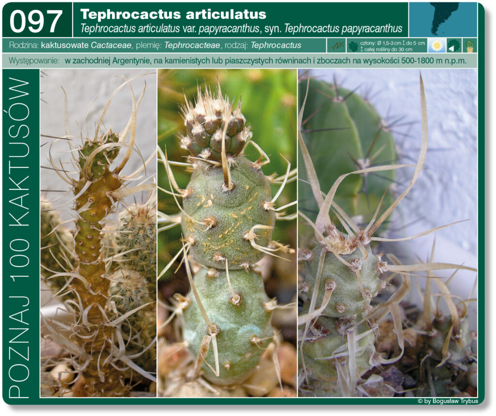 Strona prezentuje Tephrocactusa atroviridis var. papyracanthus. To segmentowany krzaczasty kaktus składający się z kulistych lub nawet maczugowatych członów. Odmiana papyracanthus posiada spłaszczone ciernie przypominają papierowe wstążki.