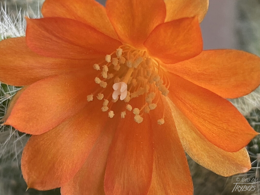 Fotografia przedstawia kwitnącą Rebutię fabrisii. Jest to niewielki kaktus o średnicy poniżej 2 cm, o niewielkich cierniach. Tworzy gęste skupiska.