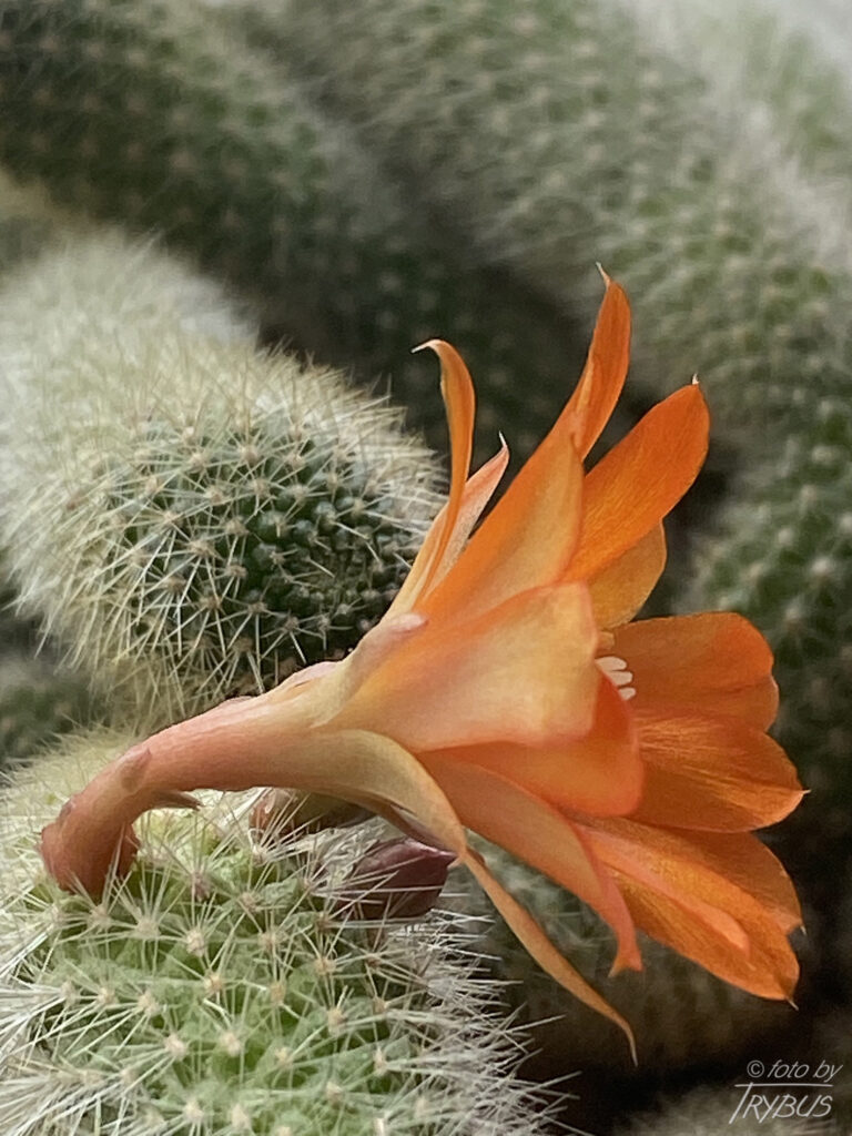 Fotografia przedstawia kwitnącą Rebutię fabrisii. Jest to niewielki kaktus o średnicy poniżej 2 cm, o niewielkich cierniach. Tworzy gęste skupiska.