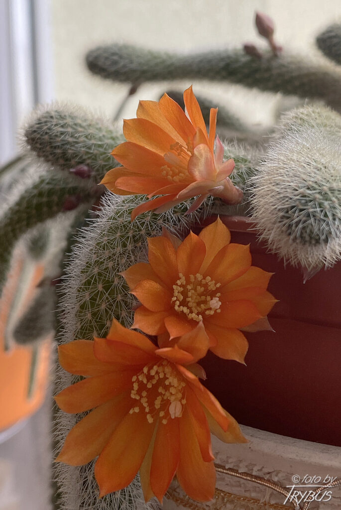 Fotografia przedstawia kwitnącą Rebutię fabrisii. Jest to niewielki kaktus o średnicy poniżej 2 cm, o niewielkich cierniach. Tworzy gęste skupiska.