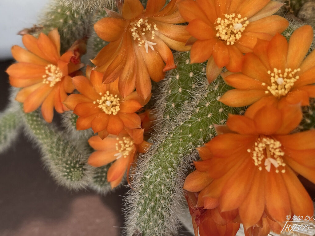 Fotografia przedstawia kwitnącą Rebutię fabrisii. Jest to niewielki kaktus o średnicy poniżej 2 cm, o niewielkich cierniach. Tworzy gęste skupiska.