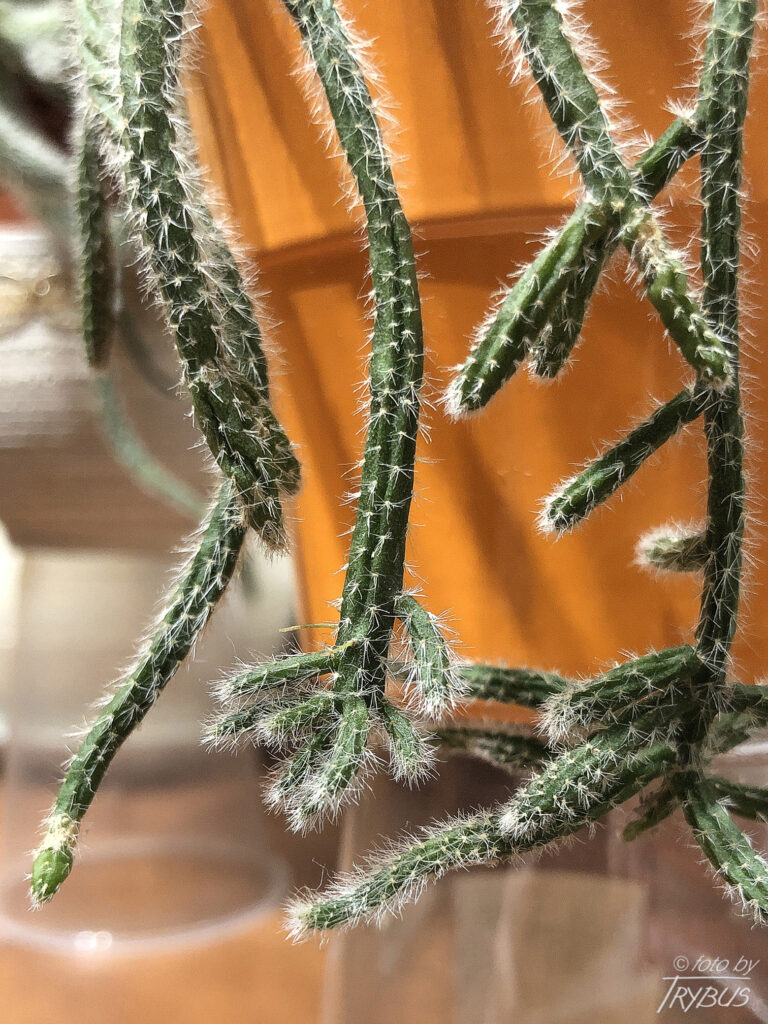 Fotografia przedstawia Rhipsalisa baccifera. Rośnie epifitycznie ze zwisającymi pędami. To jedyny gatunek kaktusa naturalnie występujący poza Nowym Światem – głównie w Afryce.
