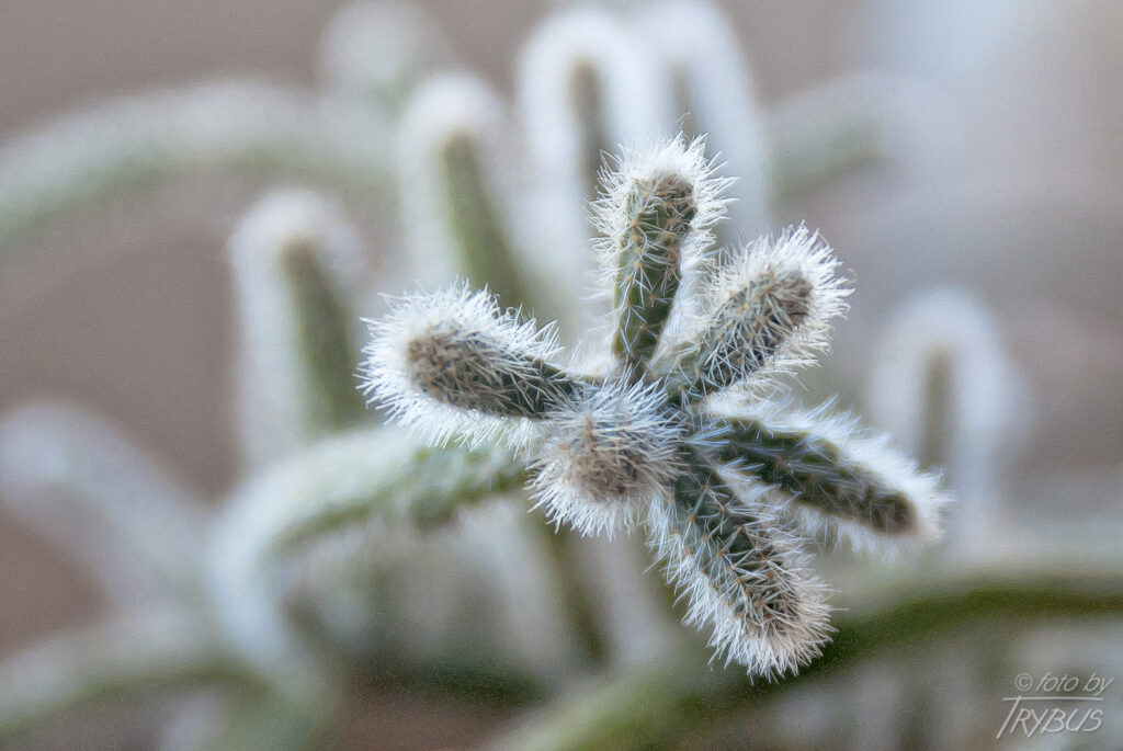 Fotografia przedstawia Rhipsalisa baccifera. Rośnie epifitycznie ze zwisającymi pędami. To jedyny gatunek kaktusa naturalnie występujący poza Nowym Światem – głównie w Afryce.