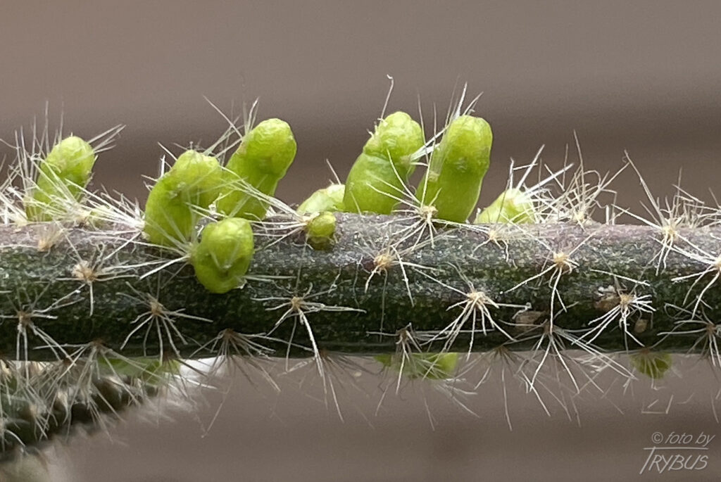 Fotografia przedstawia pączki kwiatowe na Rhipsalisa baccifera. Rośnie epifitycznie ze zwisającymi pędami. To jedyny gatunek kaktusa naturalnie występujący poza Nowym Światem – głównie w Afryce.