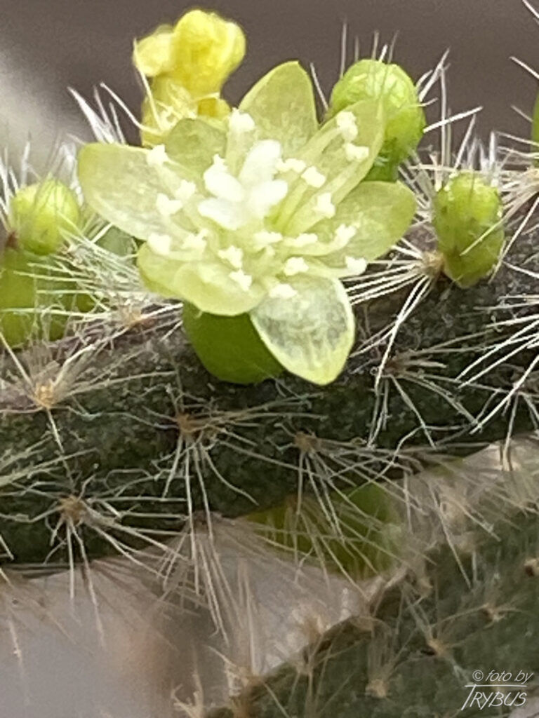 Fotografia przedstawia kwitnącego Rhipsalisa baccifera. Rośnie epifitycznie ze zwisającymi pędami. To jedyny gatunek kaktusa naturalnie występujący poza Nowym Światem – głównie w Afryce.