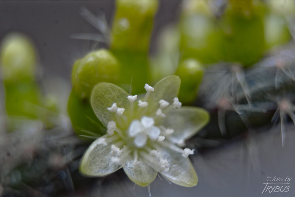 Fotografia przedstawia Rhipsalisa baccifera. Rośnie epifitycznie ze zwisającymi pędami. To jedyny gatunek kaktusa naturalnie występujący poza Nowym Światem – głównie w Afryce.