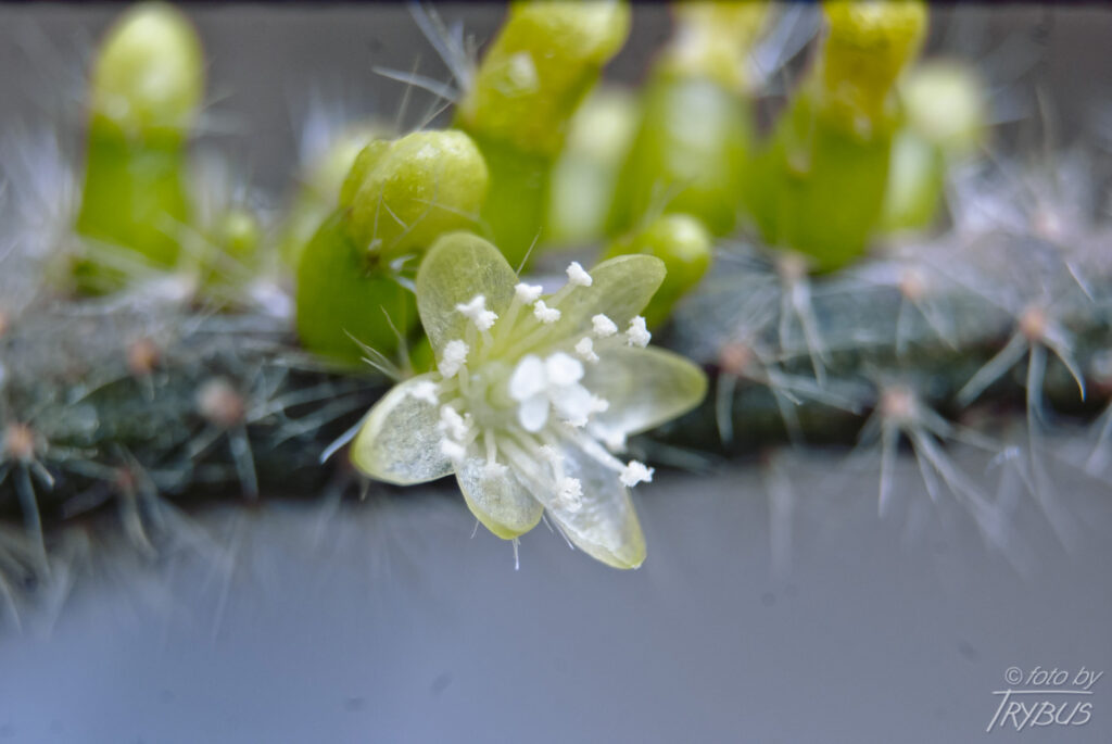 Fotografia przedstawia kwitnącego Rhipsalisa baccifera. Rośnie epifitycznie ze zwisającymi pędami. To jedyny gatunek kaktusa naturalnie występujący poza Nowym Światem – głównie w Afryce.