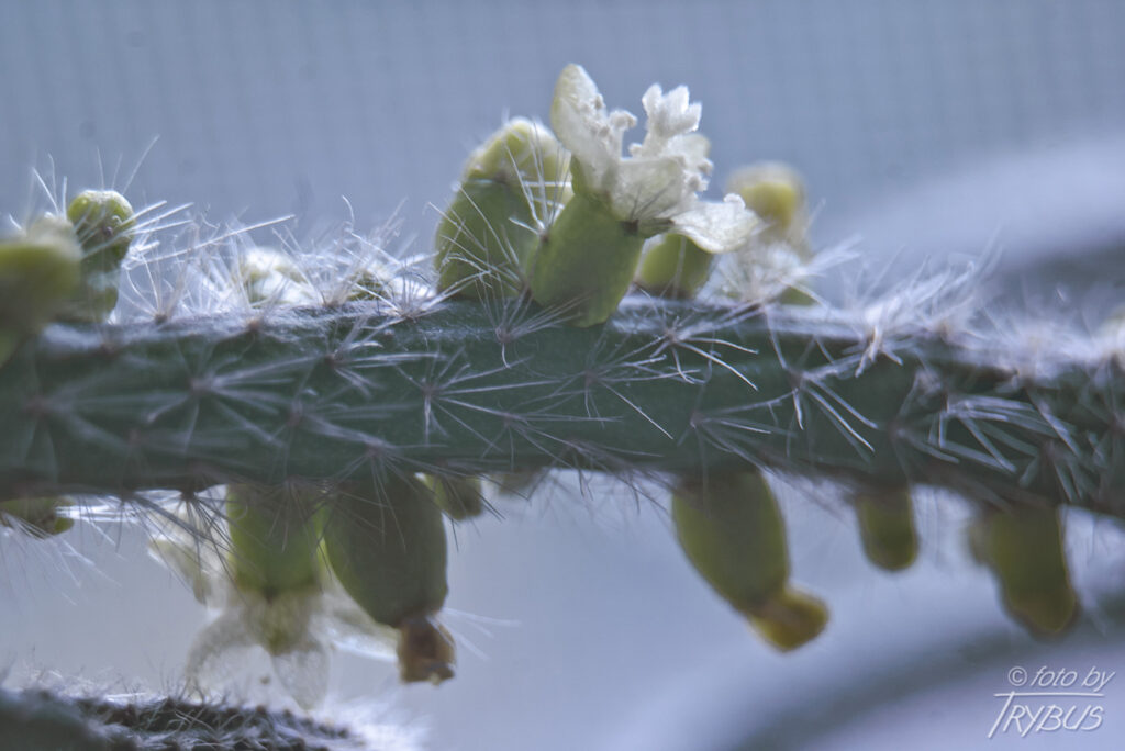Fotografia przedstawia kwitnącego Rhipsalisa baccifera. Rośnie epifitycznie ze zwisającymi pędami. To jedyny gatunek kaktusa naturalnie występujący poza Nowym Światem – głównie w Afryce.