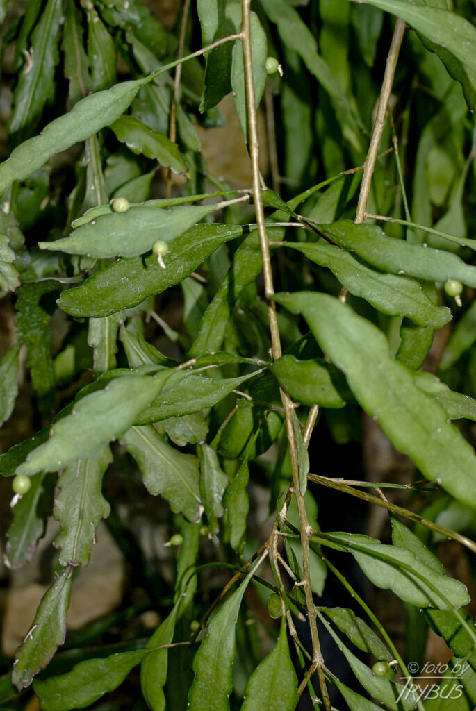Fotografia przedstawia Rhipsalis micrantha. To kaktus epifityczny z silnymi, wiszącymi i nigdy nie zawijanymi rozgałęziającymi się łodygami. Pędy są żółtawozielone, płaskie lub trójkątne.
