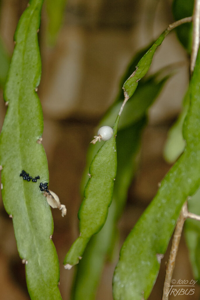 Fotografia przedstawia Rhipsalis micrantha. To kaktus epifityczny z silnymi, wiszącymi i nigdy nie zawijanymi rozgałęziającymi się łodygami. Pędy są żółtawozielone, płaskie lub trójkątne.