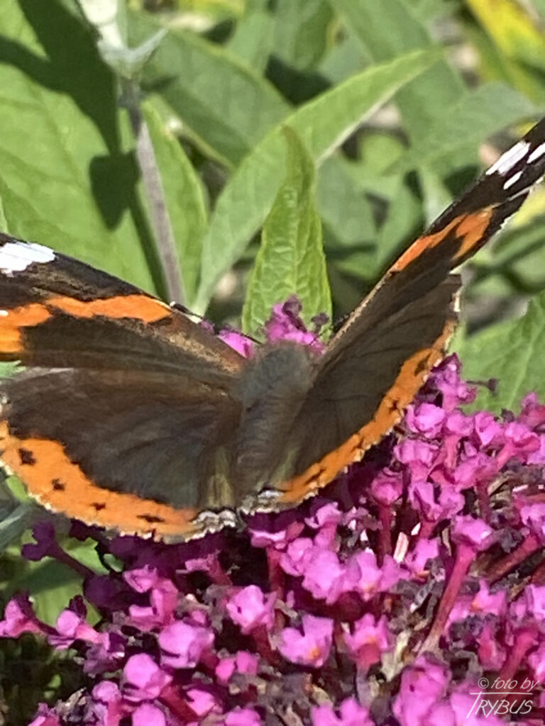 Fotografia przedstawia rusałkę admirała. To średniej wielkości motyl z rodziny rusałkowatych. Charakterystyczne barwy i wzór sprawiają, że trudno go pomylić z innym gatunkiem.