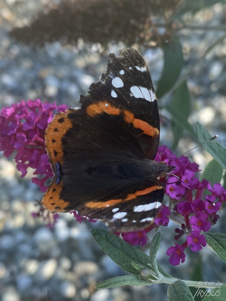 Fotografia przedstawia rusałkę admirała. To średniej wielkości motyl z rodziny rusałkowatych. Charakterystyczne barwy i wzór sprawiają, że trudno go pomylić z innym gatunkiem.
