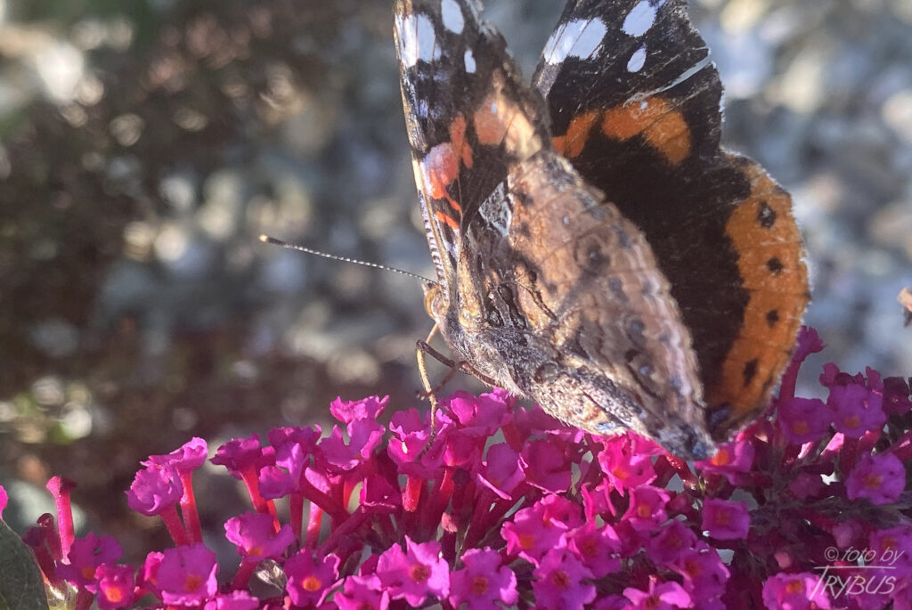 Fotografia przedstawia rusałkę admirała. To średniej wielkości motyl z rodziny rusałkowatych. Charakterystyczne barwy i wzór sprawiają, że trudno go pomylić z innym gatunkiem.