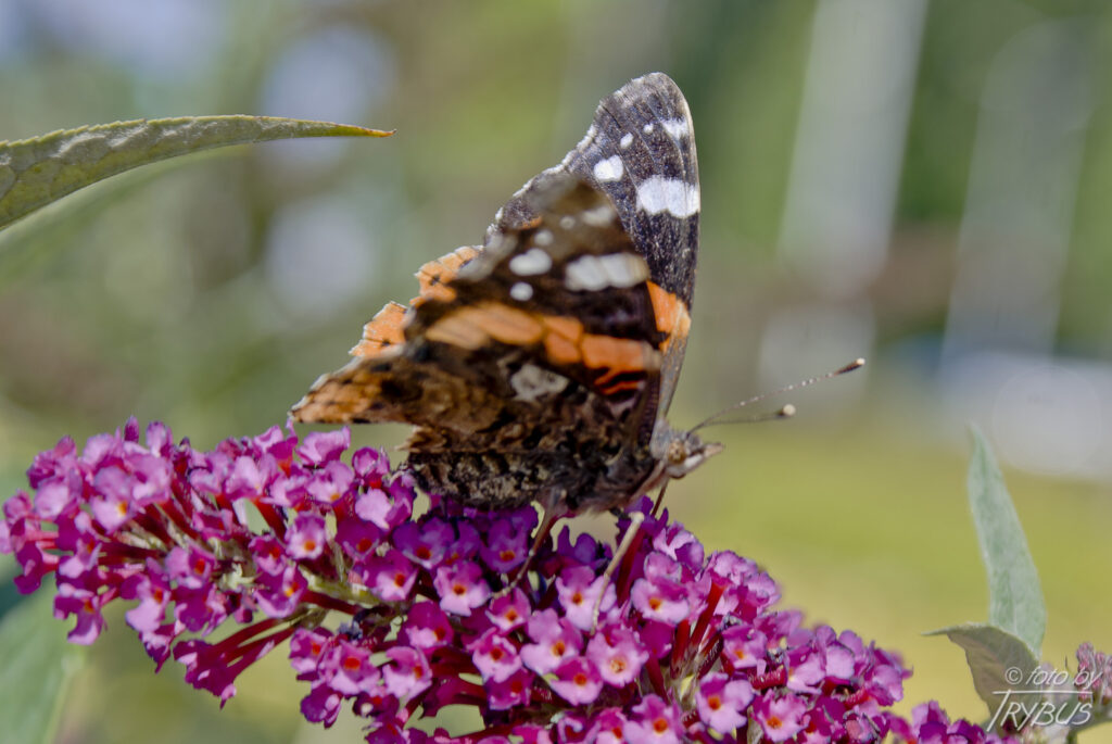 Fotografia przedstawia rusałkę admirała. To średniej wielkości motyl z rodziny rusałkowatych. Charakterystyczne barwy i wzór sprawiają, że trudno go pomylić z innym gatunkiem.