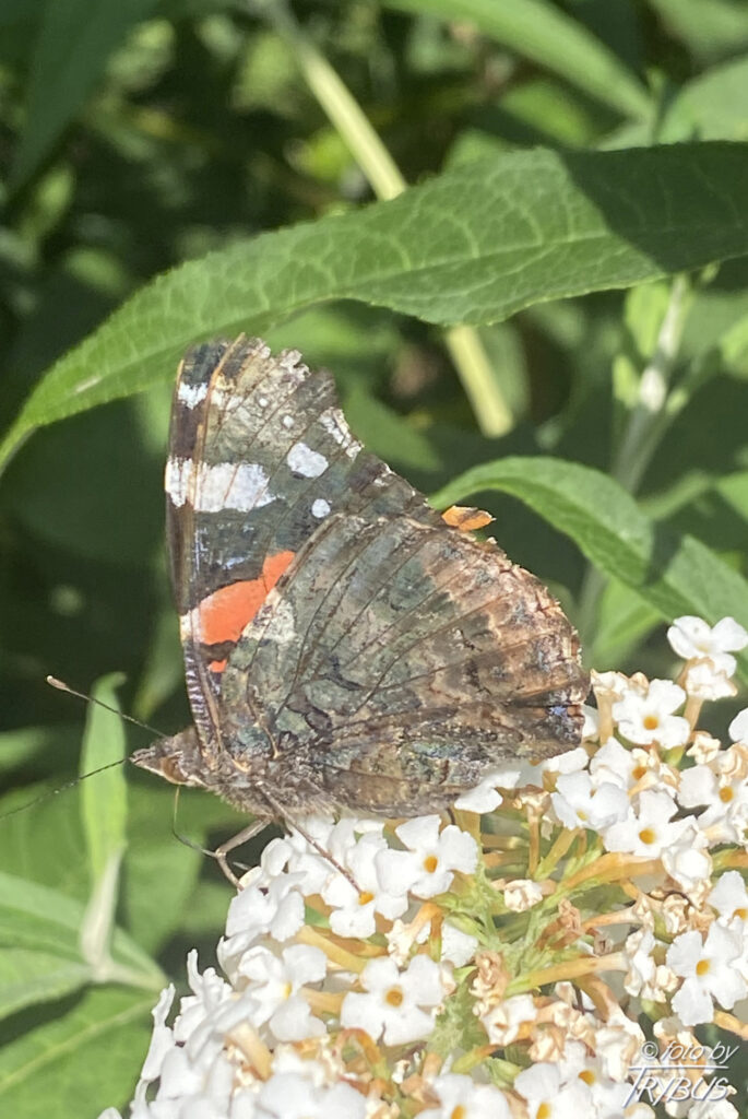Fotografia przedstawia rusałkę admirała. To średniej wielkości motyl z rodziny rusałkowatych. Charakterystyczne barwy i wzór sprawiają, że trudno go pomylić z innym gatunkiem.