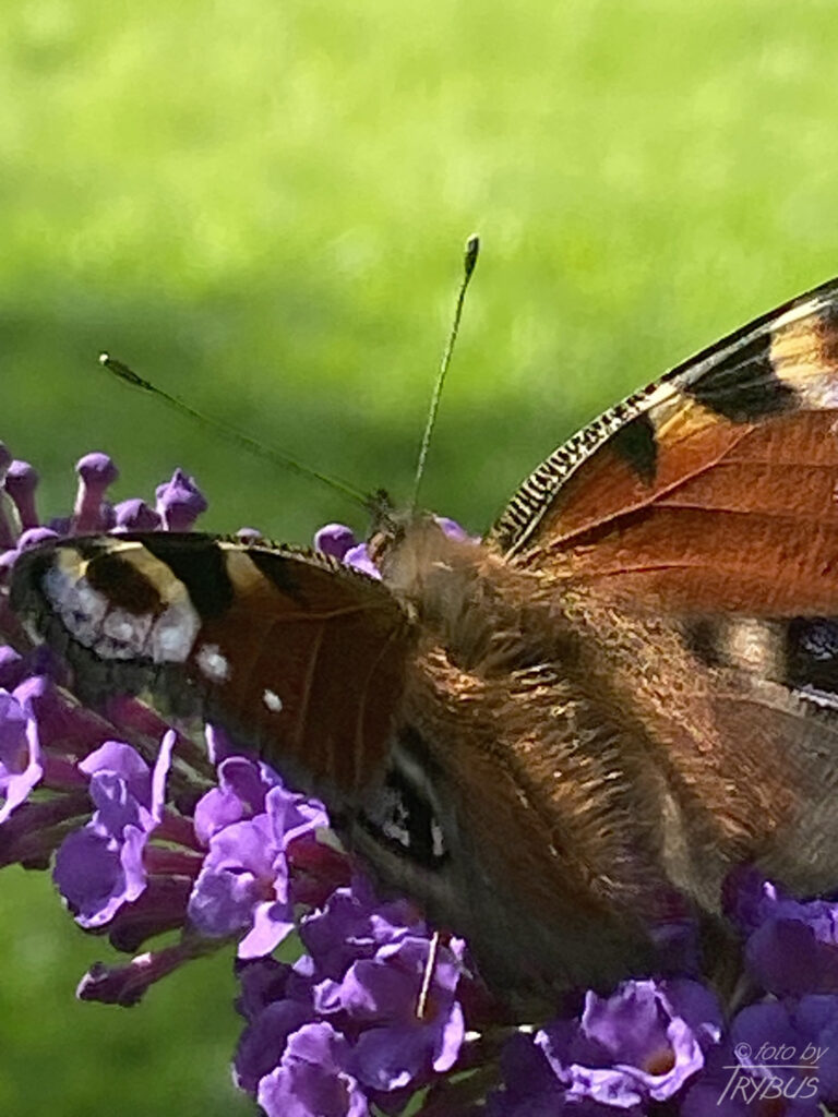 Fotografia przedstawia rusałkę pawika. To motyl z rodziny rusałkowatych. W Polsce jest jednym z najbardziej pospolitych motyli. Ma charakterystyczny wzór na skrzydłach w kształcie „pawiego oczka”.