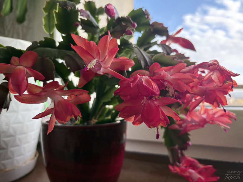 Fotografia przedstawia kwitnącą Schlumbergerę truncata. Jest rośliną epifityczną, czasem litofityczną, występującą w przybrzeżnych lasach i dżunglach. To popularny kaktus bożonarodzeniowy uprawiany od początku XIX w.