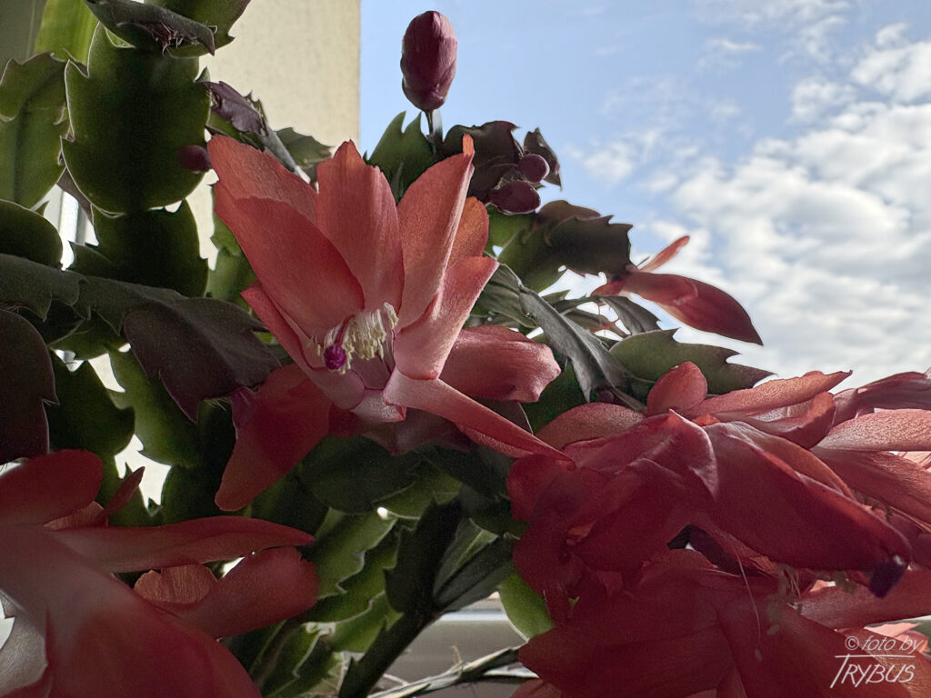 Fotografia przedstawia kwitnącą Schlumbergerę truncata. Jest rośliną epifityczną, czasem litofityczną, występującą w przybrzeżnych lasach i dżunglach. To popularny kaktus bożonarodzeniowy uprawiany od początku XIX w.