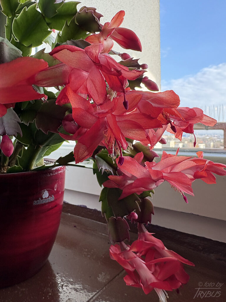 Fotografia przedstawia kwitnącą Schlumbergerę truncata. Jest rośliną epifityczną, czasem litofityczną, występującą w przybrzeżnych lasach i dżunglach. To popularny kaktus bożonarodzeniowy uprawiany od początku XIX w.