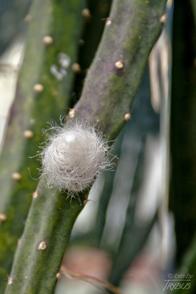 Fotografia przedstawia zbierający się pączek kwiatowy Selenicereusa grandifloruss. Rośnie wpinając się lub płożąc. Jest nazywany „królową jednej nocy” – zakwita tylko raz w roku i tylko przez jedną noc.