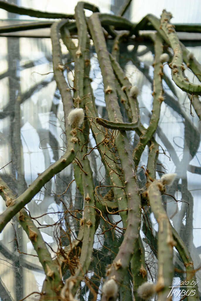 Fotografia przedstawia Selenicereusa grandiflorus. Rośnie wpinając się lub płożąc. Jest nazywany „królową jednej nocy” – zakwita tylko raz w roku i tylko przez jedną noc.