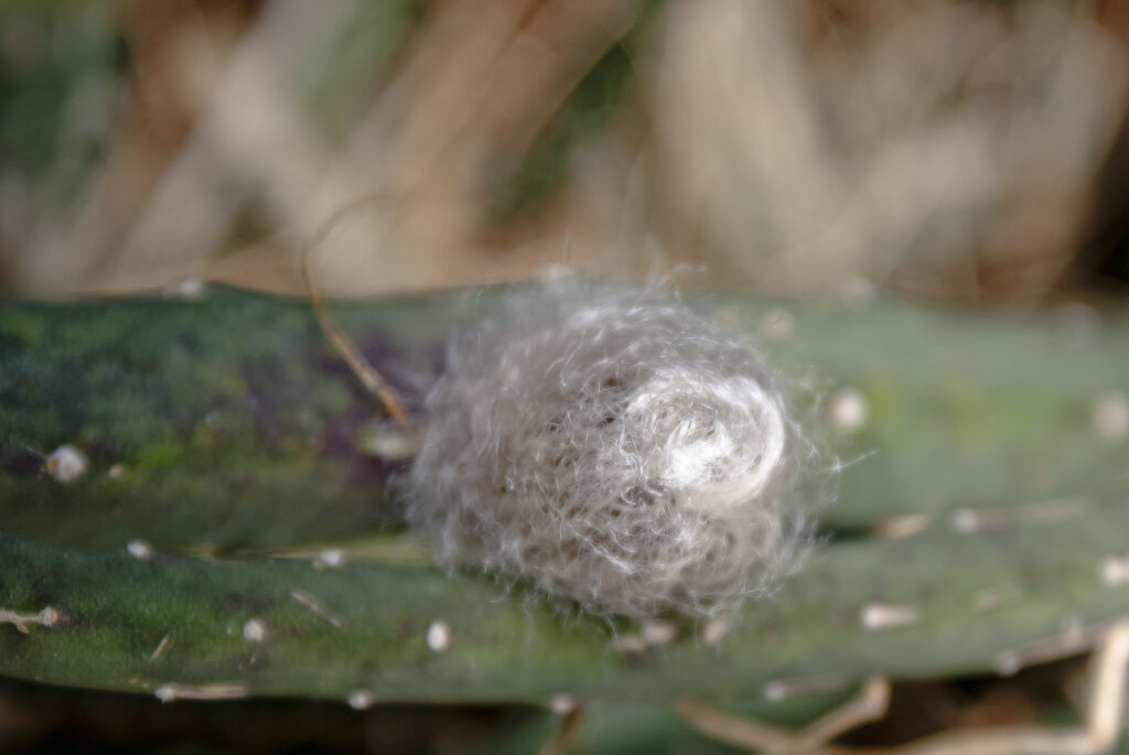 Fotografia przedstawia zbierający się pączek kwiatowy Selenicereusa grandiflorus. Rośnie wpinając się lub płożąc. Jest nazywany „królową jednej nocy” – zakwita tylko raz w roku i tylko przez jedną noc.