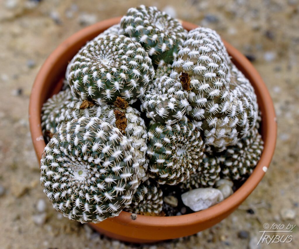 Fotografia przedstawia Sulcorebutię arenacea. To mały kaktus kulisty, z cierniami grzebieniastymi, obficie kwitnący żółtawo-pomarańczowymi kwiatami.