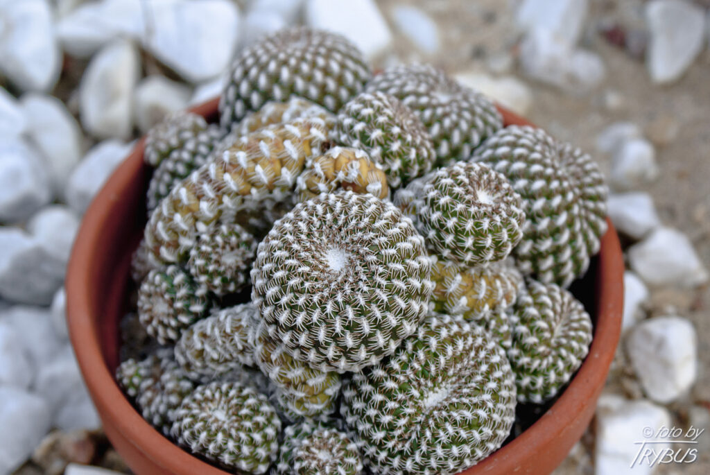 Fotografia przedstawia Sulcorebutię arenacea. To mały kaktus kulisty, z cierniami grzebieniastymi, obficie kwitnący żółtawo-pomarańczowymi kwiatami.
